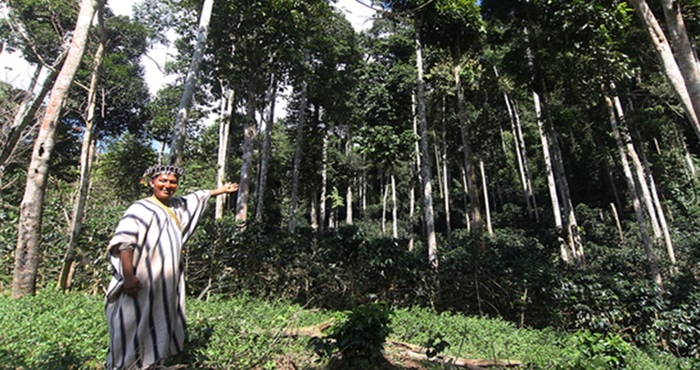 Alrededor de 3000 comunidades se beneficiarán con un proyecto para reducir emisiones por deforestación de bosques amazónicos