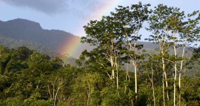 COP 29: Perú propone aplicar mecanismos claros y efectivos para reducir las emisiones de gases de efecto invernadero