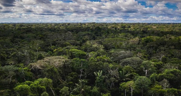 COP 29: Perú impulsa mercados de carbono que aseguren la conservación ambiental y el desarrollo sostenible