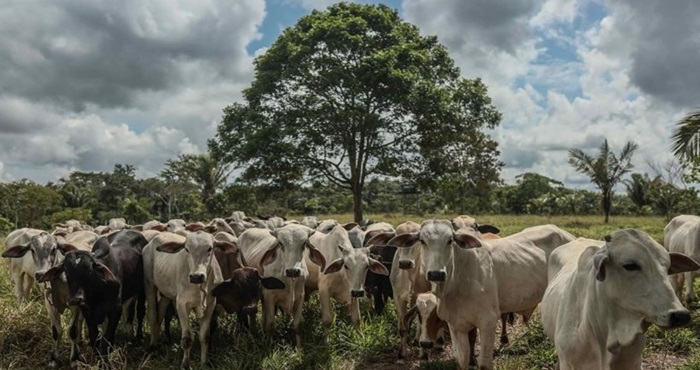 Minam impulsa la ganadería sostenible frente a impactos del cambio climático