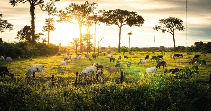 Con inversión de $14 millones impulsarán la ganadería sostenible en estrategias frente al cambio climático