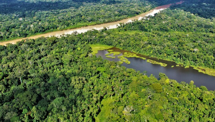 La conservación de los bosques es clave frente a impactos del cambio climático